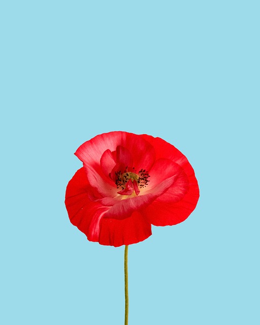 Red poppy. Memorial Day